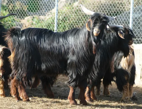 Las cabras actuales son genéticamente iguales a las que trajeron los aborígenes